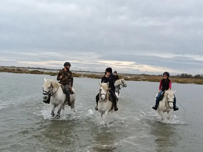 Promenade à cheval dans l'eau en Camargue avec chevaux blancs et cavaliers, Saintes-Maries-de-la-Mer.