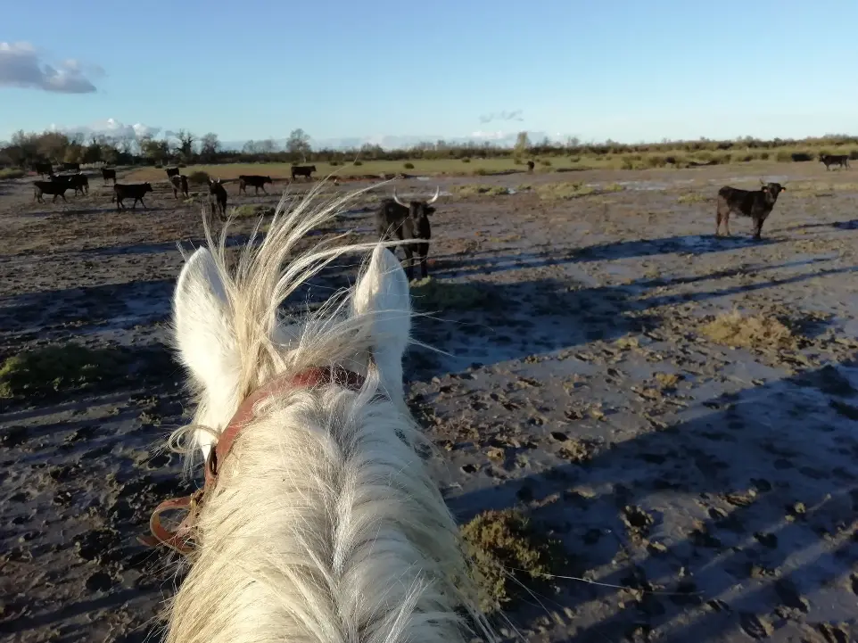 Vue depuis un cheval en promenade face à un troupeau de taureaux en Camargue avec La Fadaise, Saintes-Maries-de-la-Mer.