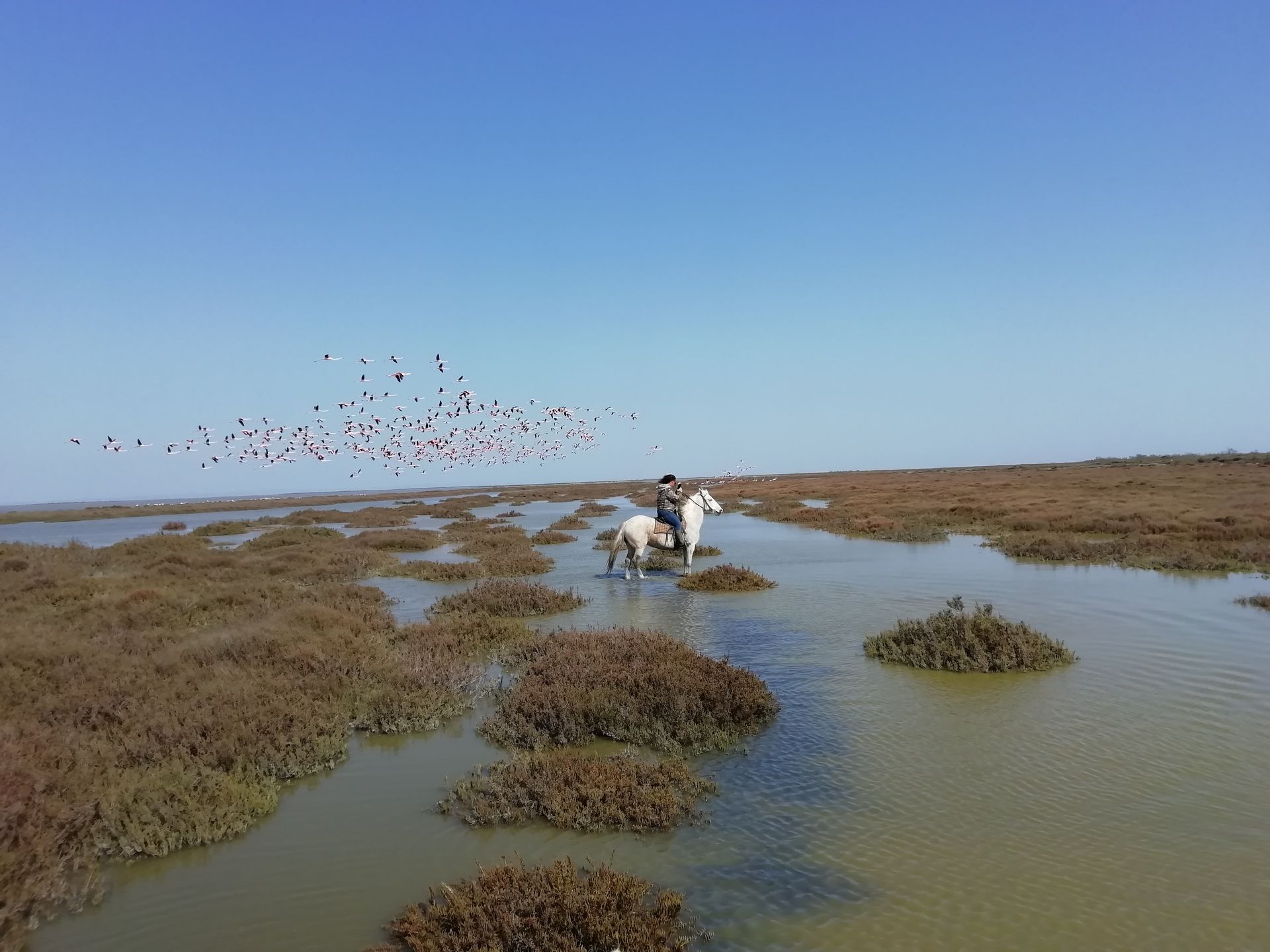 Cavalier à cheval traversant les marais de Camargue entouré de flamants roses en vol, avec La Fadaise, Saintes-Maries-de-la-Mer.