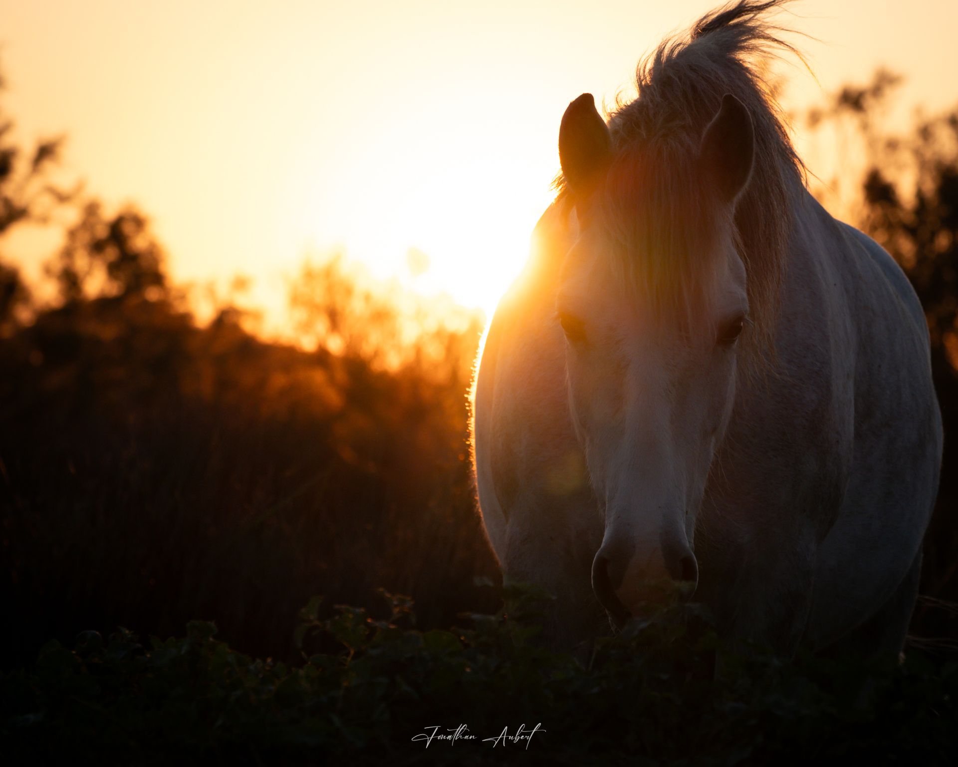 Cheval camarguais au coucher du soleil, capturé en Camargue avec La Fadaise, Saintes-Maries-de-la-Mer.